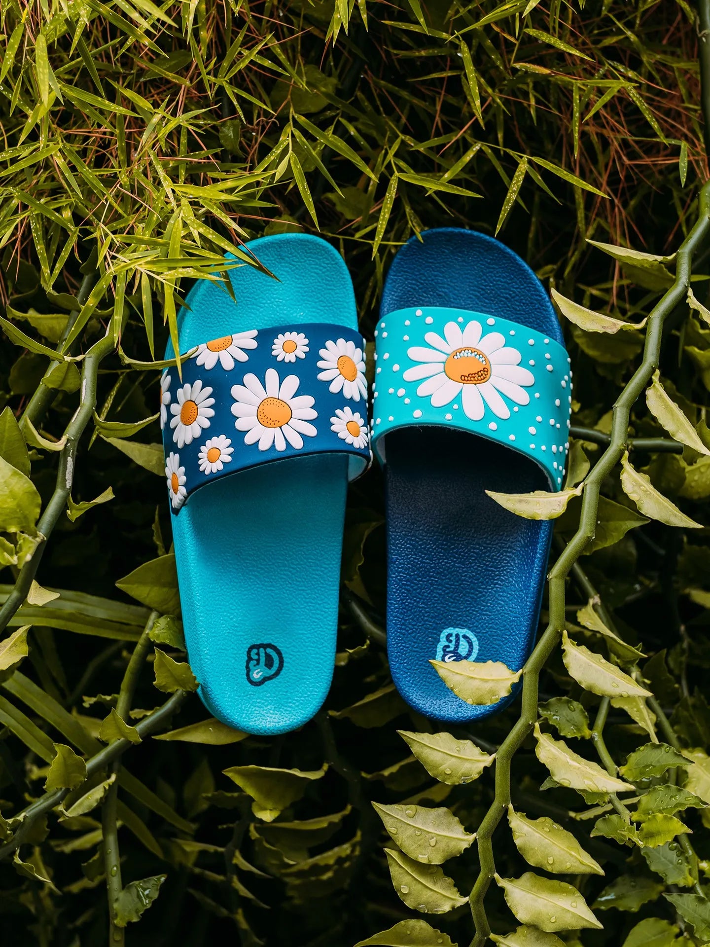 slides-daisy-blossom-1-3e/3e5473d419b44ab08e3e9e44380d911786a31e8e